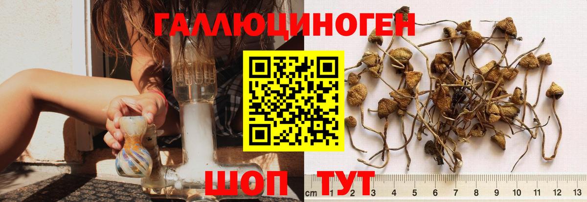 Галлюциногенные грибы Psilocybe  Галлюциногенные грибы мухоморы  где купить наркотик  Вход с VPN  Ногинск 